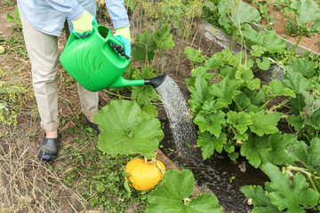 Farmer, gardener watering pumpkin vegetables plants from watering can with water in garden on...