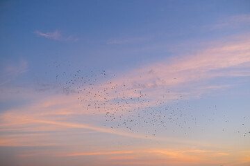 A flock of birds flying together across a beautiful sunset sky, with soft clouds and warm evening light creating a serene and captivating natural scene.