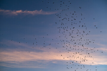 A flock of birds flying together across a beautiful sunset sky, with soft clouds and warm evening light creating a serene and captivating natural scene.