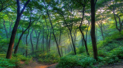 Obraz premium Misty Forest Pathway Surrounded by Lush Green Trees and Sunlight