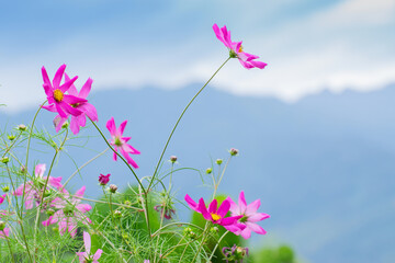 Pink Cosmos Flower, Cosmos bipinnatus, Garden cosmos or Mexican Aster, at Borong Village in Borong, Sikkim , India. Blue Kanchenjunga mountain range. Scenic view of great Himalaya, India.