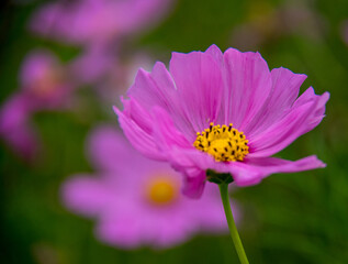 pink cosmos flower