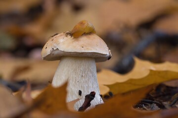 mushrooms in the forest