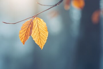 Obraz premium Soft sunlight filters through blurred trees, highlighting bright