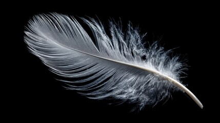 White Feather on Black Background