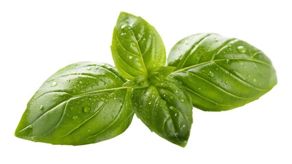 Fototapeta premium Fresh green basil leaves with water droplets on a dark background