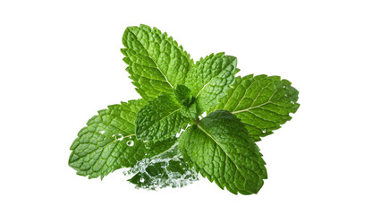 Vibrant green mint leaves glistening with water droplets on a dark background