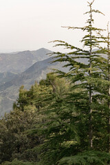 Mountain landscape with overlapping peaks and ridges in soft light, partially obscured by cedar and...