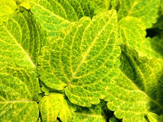 fresh green cabbage