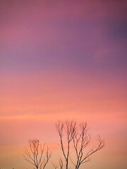 Sunset in the forest