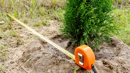A gardener plants thujas on the uchask.