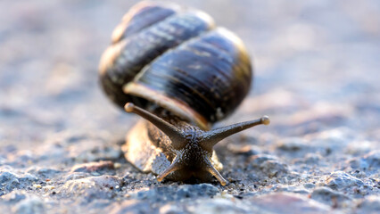 A snail crawls on a forest path