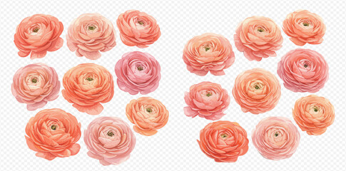 A delicate watercolor collection of pink and peach ranunculus flowers, isolated on a transparent background.