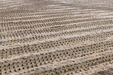 rice farm after harvest
