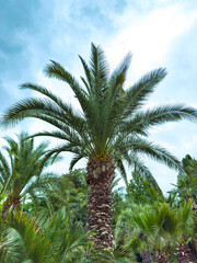 A Beautiful Lush Palm Tree Stands Tall Against a Bright Blue Sky This Tropical Oasis Serves as...