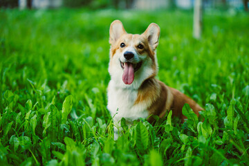 On this sunny day, a cheerful Corgi plays joyfully in a vibrant green field, spreading happiness to...