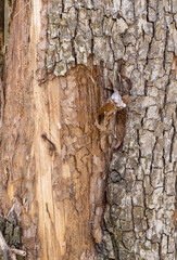 the trunk of a tree is damaged by natural stem pests that parasitize living and dead wood in the forest