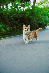 A Joyful Corgi is happily running along a picturesque scenic road with a bright ball held closely in its mouth, surrounded by vibrant, lush greenery creating a delightful atmosphere