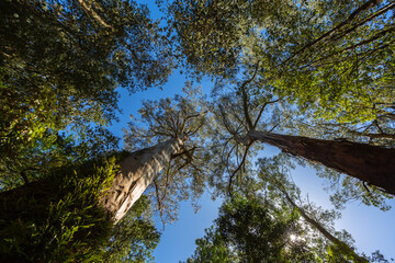 Looking up at towering eucalyptus trees in a lush forest near Melbourne, Victoria, Australia. The image captures the height and majesty of the native Australian landscape on a clear blue-sky day