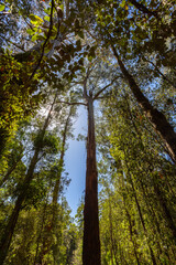 Looking up at towering eucalyptus trees in a lush forest near Melbourne, Victoria, Australia. The...