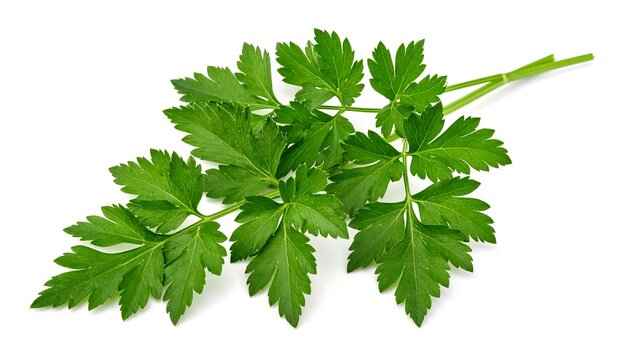 Fresh parsley sprig on white background