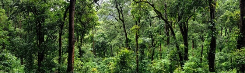 Lush, verdant forest canopy