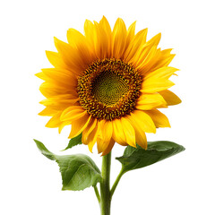 Obraz premium Vibrant yellow sunflower with green leaves isolated on transparent background