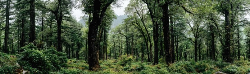 Fototapeta premium Lush forest canopy, dense trees