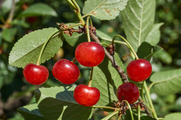 Cherry fruits on a background of green leaves. The cherry is ripening in the garden.