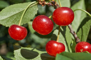 Cherry fruits on a background of green leaves. The cherry is ripening in the garden.