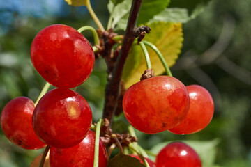 Cherry fruits on a background of green leaves. The cherry is ripening in the garden.
