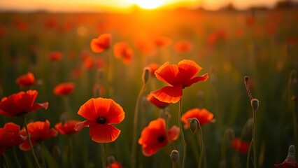 Fototapeta premium Vibrant red poppies glowing under the golden light of a sunset.