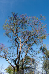 Beautiful jacaranda tree with purple blossoms in Parque Alcalde, Guadalajara, Mexico, on a sunny day