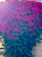 Colorful bougainvillea bush bursting with vivid pink flowers and lush green leaves, illuminated by sunlight—perfect for garden, landscape, or nature scenes.