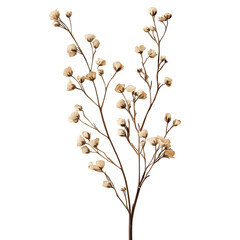 Dried flower sprig in neutral tones, isolated on white background, rustic clipart style