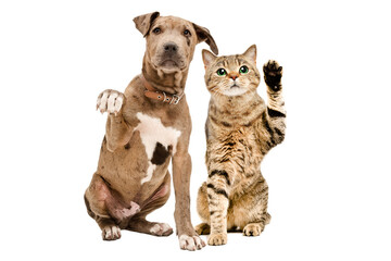Pitbull puppy and Scottish straight cat waving paws together sitting isolated on white background