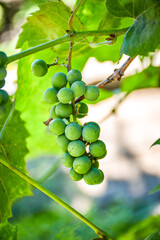 close-up of a green grape cluster growing on a vine. concept of gardening and food growth. for...