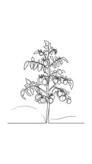 Simple line drawing of a tomato plant