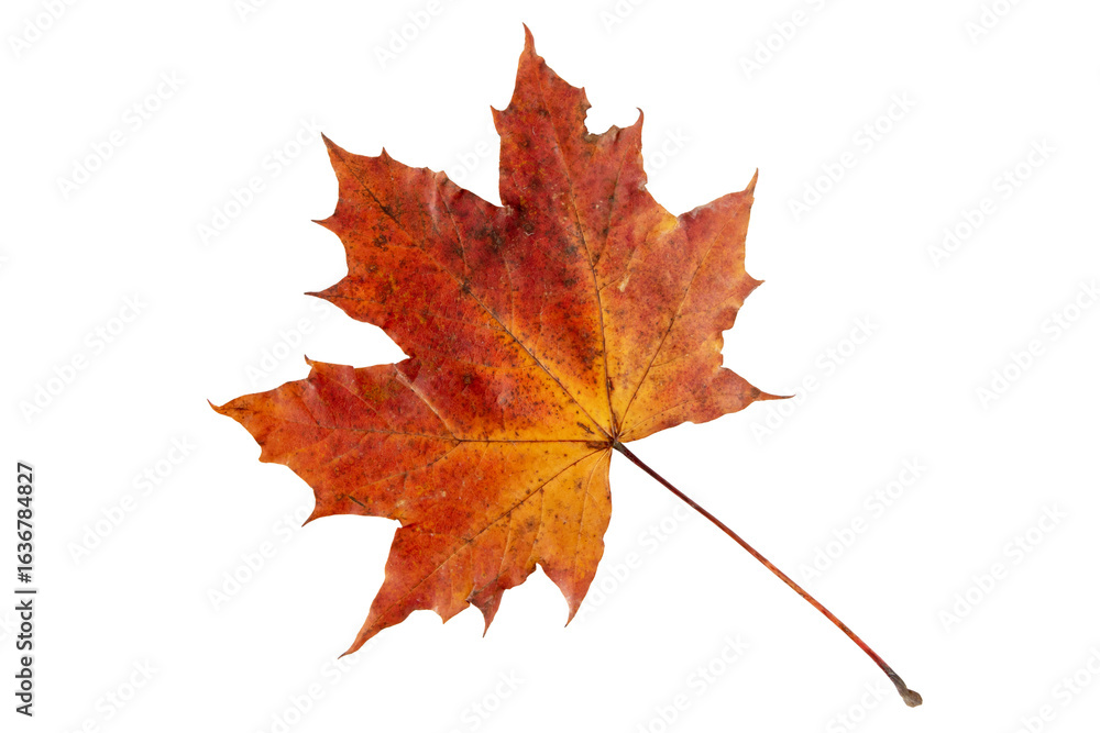 Canvas Prints red maple leaf isolated transparent png
