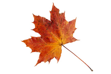 Red maple leaf isolated transparent png