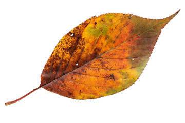 Yellow red green autumn leaf isolated transparent png