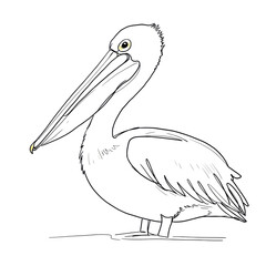 pelican, minimalistic linear drawing, simple black and white contour illustration, vector, isolated, clean design, modern minimal contour sketch for posters, prints and decor