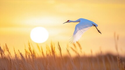 Critically Endangered Whooping Crane in Aransas National Wildlife Refuge