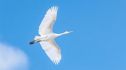 Critically Endangered Whooping Crane in Aransas National Wildlife Refuge