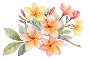 Naklejka premium Watercolor plumeria flower isolated on transparent background.