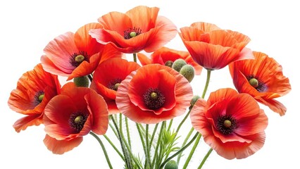 Obraz premium Elegant arrangement of vibrant red poppy flowers in full bloom on white