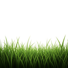 Obraz premium Close up of vibrant green grass blades with dew drops against a stark black background