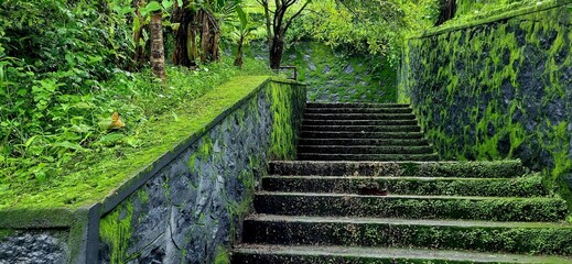 A lush forest footsteps near aryankavu temple, Kerala, during the monsoon season. Dense greenery and fresh rain-soaked paths showcase the region’s natural beauty.