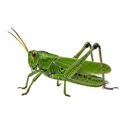 Fototapeta premium green grasshopper isolated on white background ,png side view 