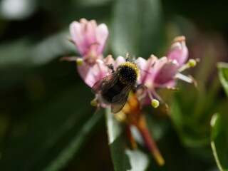Macro shot of a bumblebee collecting pollen from a pink flower in bright daylight